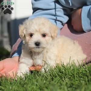 Elliot, Maltipoo Puppy